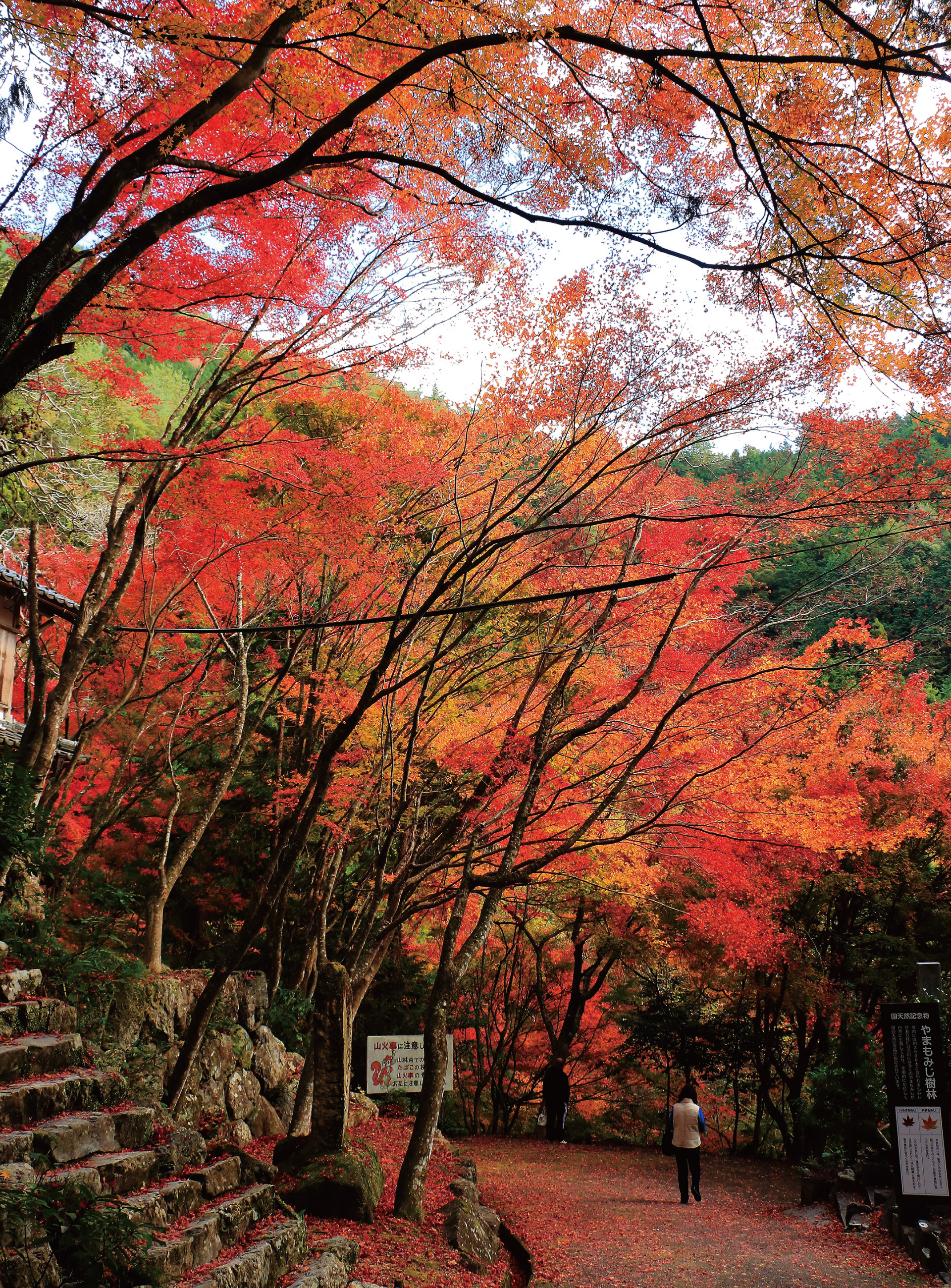 ぶらり紅葉めぐり 公式 イズモカード特設サイト ぶらり紅葉めぐり 公式 イズモカード特設サイト